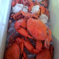 Crab - Full Boar 4x4